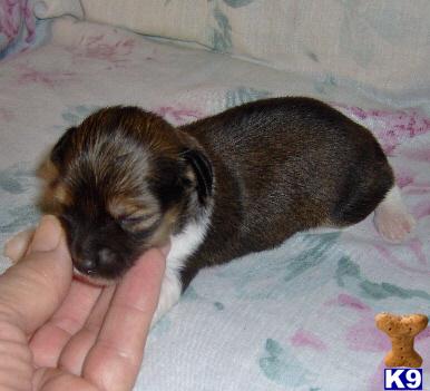 Chihuahua Puppies for Sale